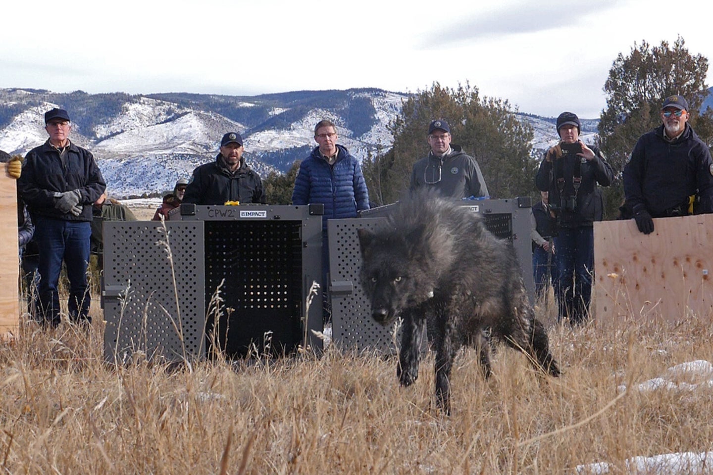 Colorado's newly transplanted wolves were captured from packs in Oregon.