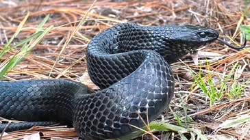 “Lungworm” Parasites Carried by Invasive Pythons are Threatening Florida’s Native Snakes