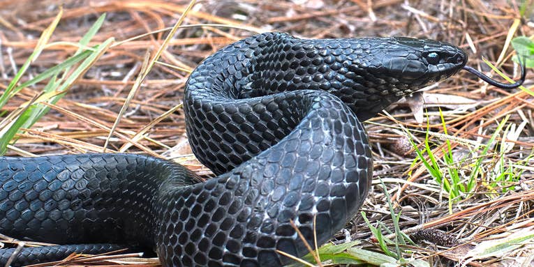 “Lungworm” Parasites Carried by Invasive Pythons are Threatening Florida’s Native Snakes