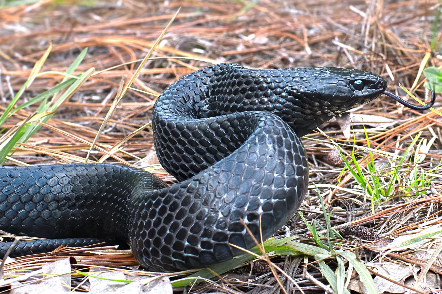 An eastern indigo snake slithers through long leaf pine needles.