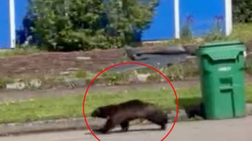 Watch: “Once-in-a-Lifetime” Video Shows Wolverine Running Through Oregon Neighborhood