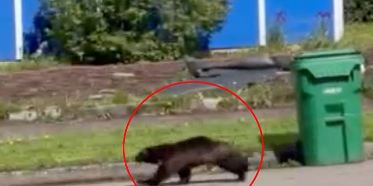 Watch: “Once-in-a-Lifetime” Video Shows Wolverine Running Through Oregon Neighborhood