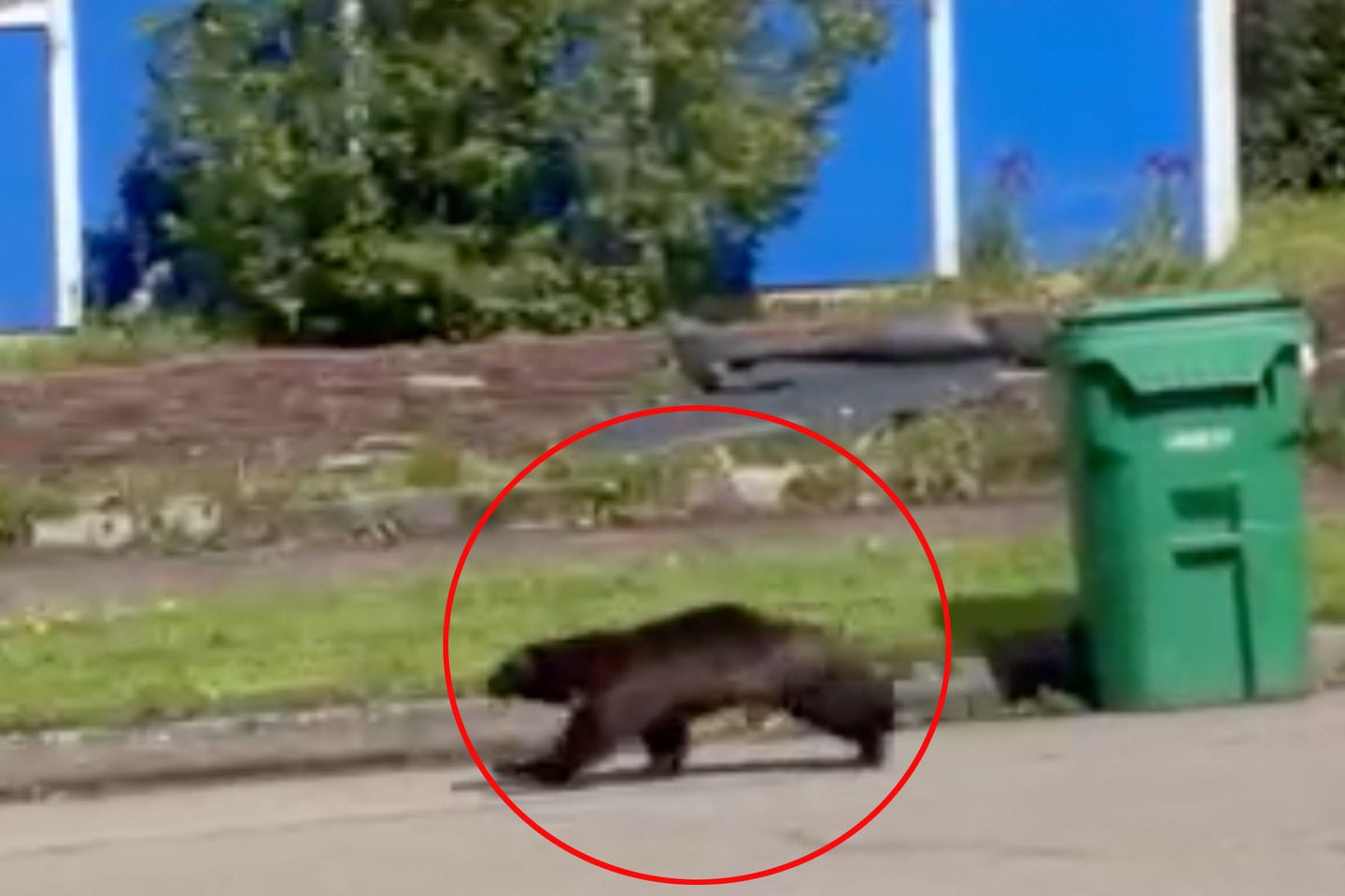 A wolverine runs through a neighborhood in Eugene, Oregon.