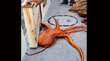 Watch: Giant Octopus Releases Itself After Being Caught by Anglers Off California Coast