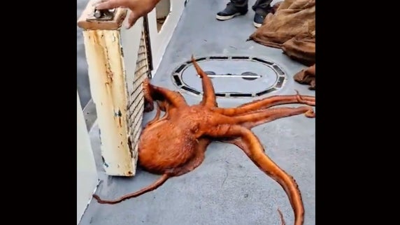 Watch: Giant Octopus Releases Itself After Being Caught by Anglers Off California Coast
