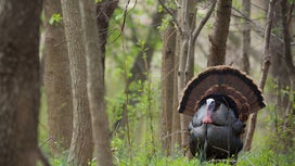 Responding to Declining Turkey Numbers, Missouri Slashes Fall Harvest Limit