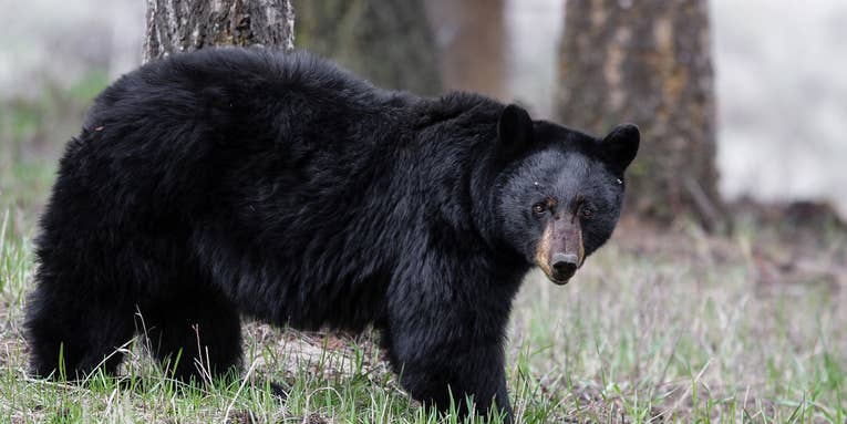 The Latest on Louisiana’s Black Bear Hunting Season: Hunt Approved for 2024