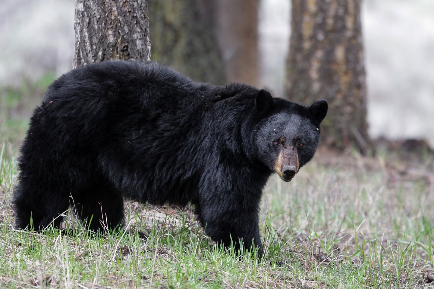 Black bear walks through wooded area.