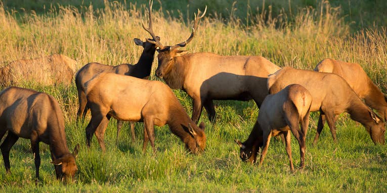 Wardens Seek Information About Possible Elk Poaching Spree in Southwest Idaho
