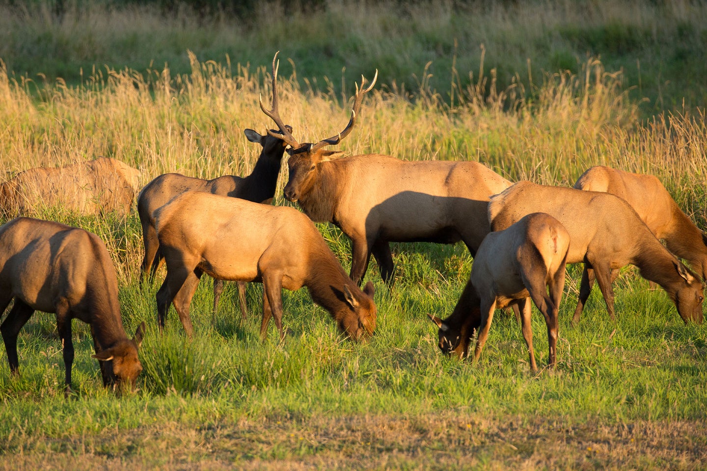 An elk herd grazes on green grass.