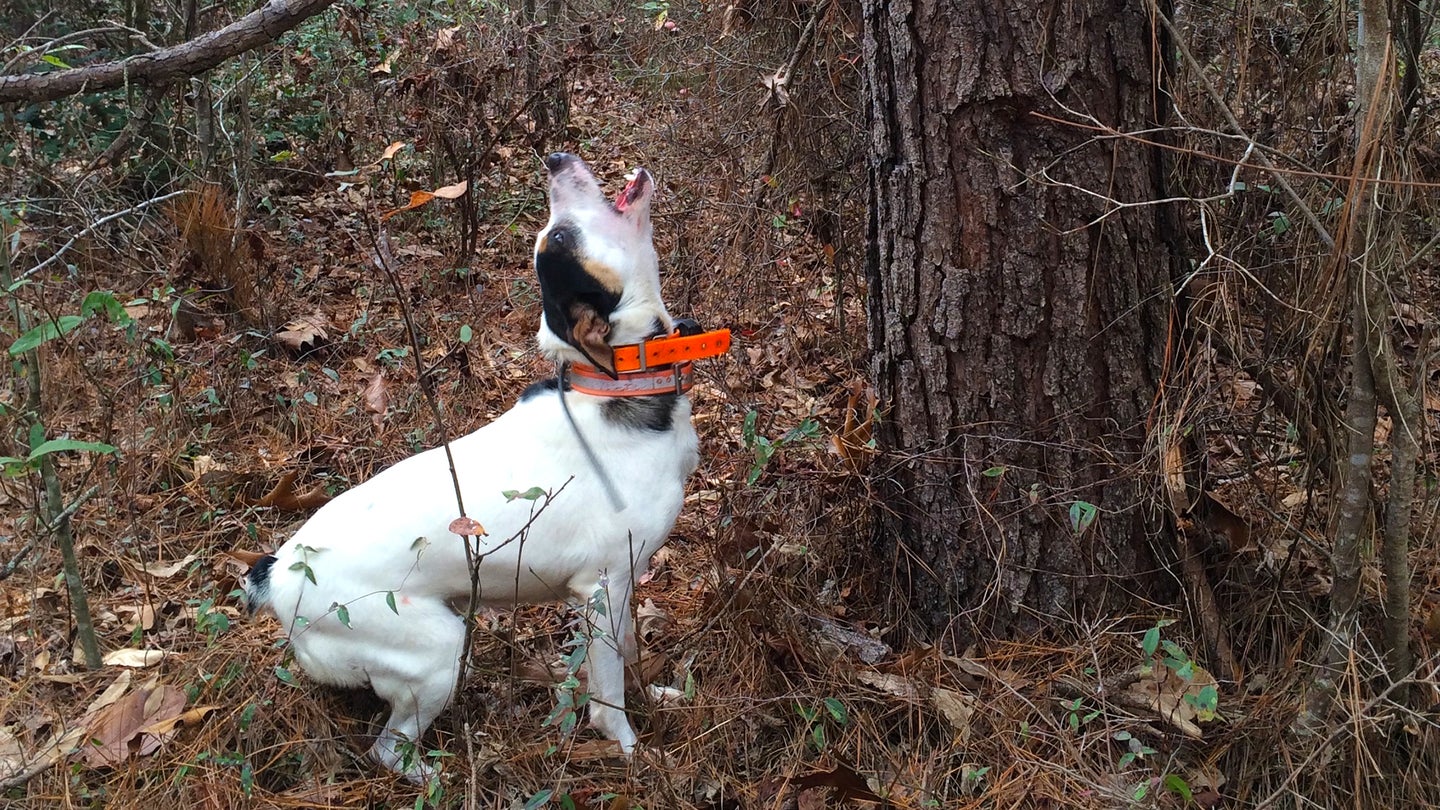 A fiest hunting dog barks at a treed squirrel in the woods