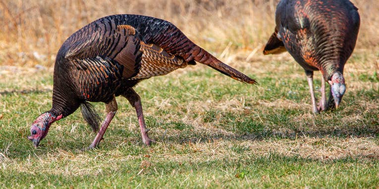 Mississippi Wildlife Commissioner Fined For Hunting Turkeys Baited with Crickets