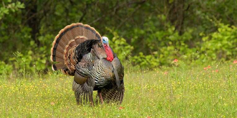 How to Identify and Hunt the Rio Grande Wild Turkey