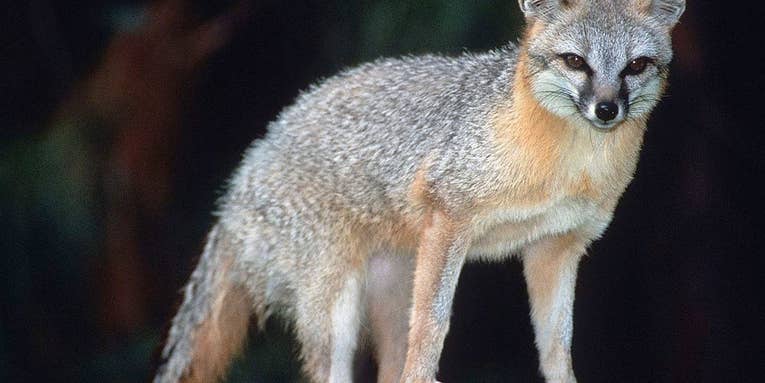 Hikers Use Trekking Poles to Fend Off Rabid Fox During Attack in Arizona