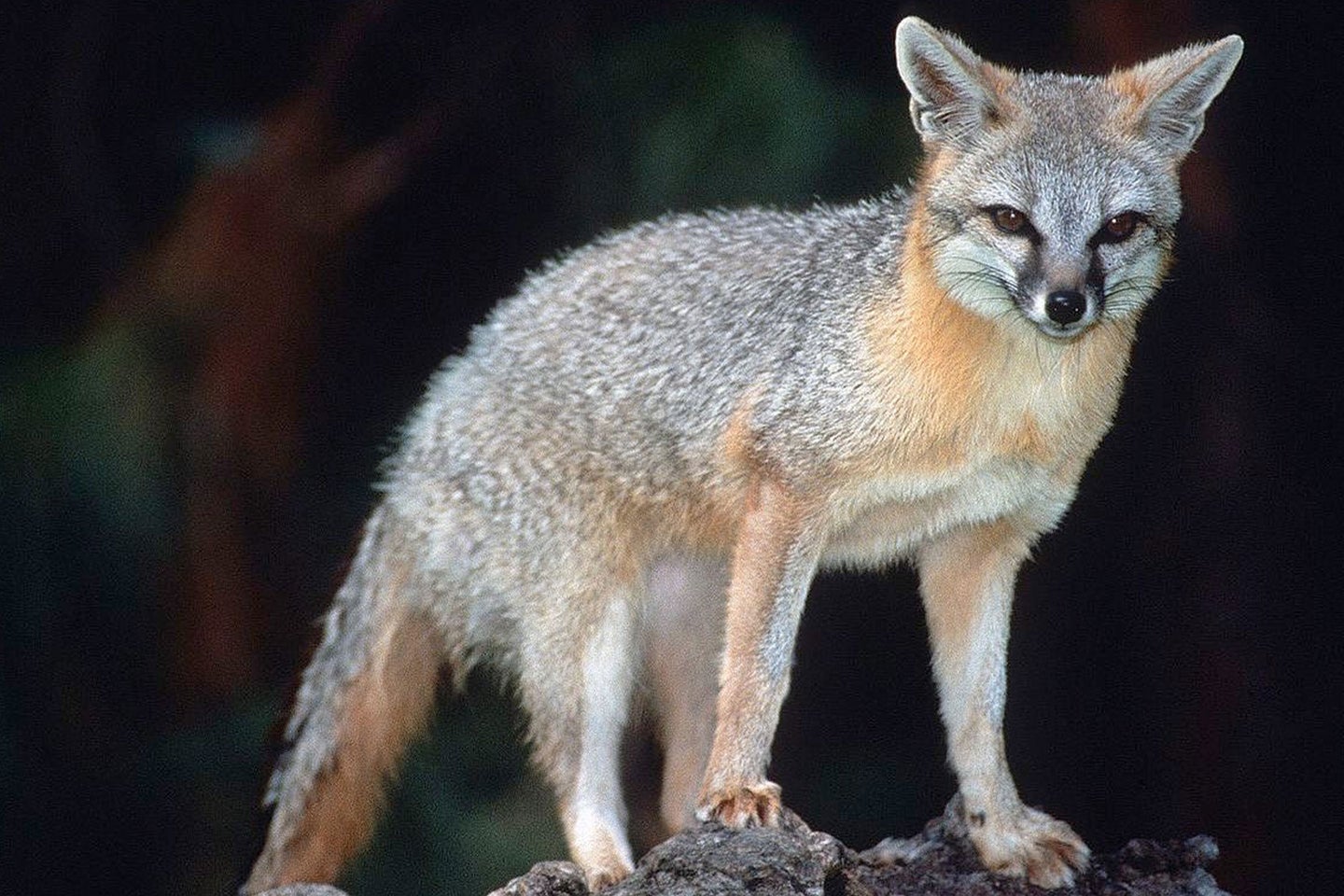 A grey fox in Arizona.
