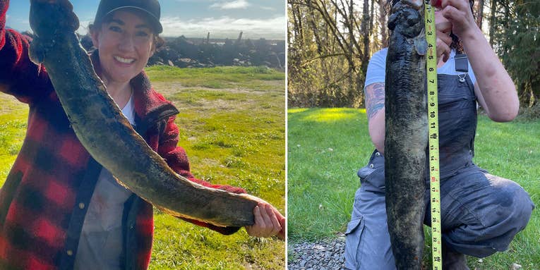Oregon Angler Sets New World Record for … Monkeyface Prickleback?