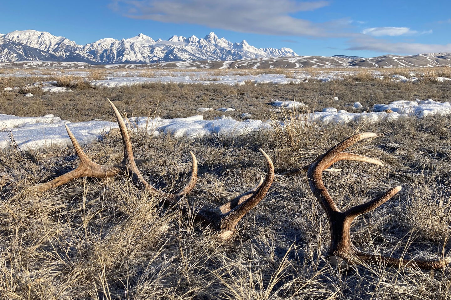Illegally-collected shed antlers photographed by U.S. Fish & Wildlife agents.