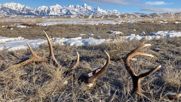 Poacher Gets Fine and Worldwide Hunting Ban After Camping on Elk Refuge and Stashing 1,000 Pounds of Shed Antlers