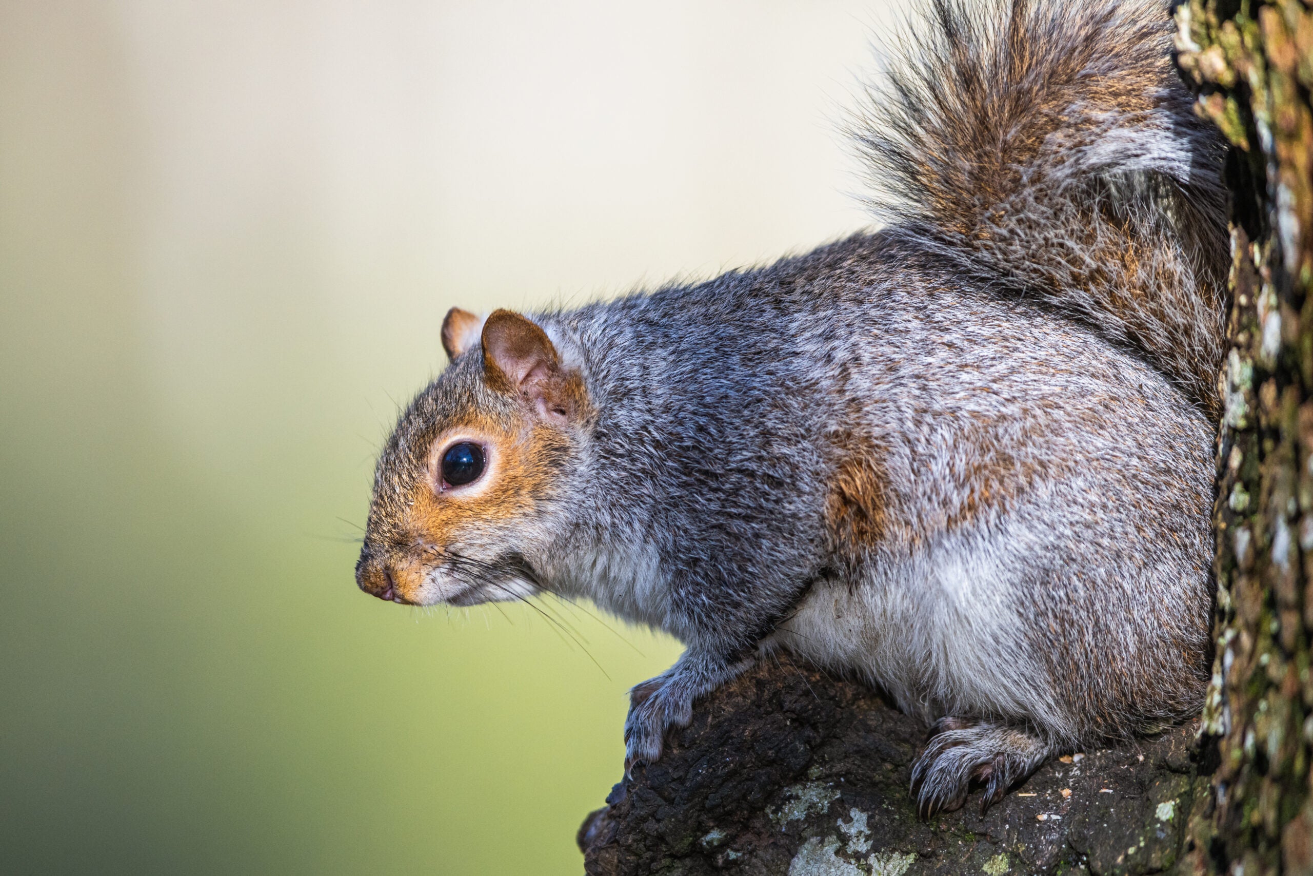 A gray squirrel perched in a tree with sky in the background.