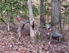 A pair of cur squirrel hunting dogs tree a squirrel in open hardwoods
