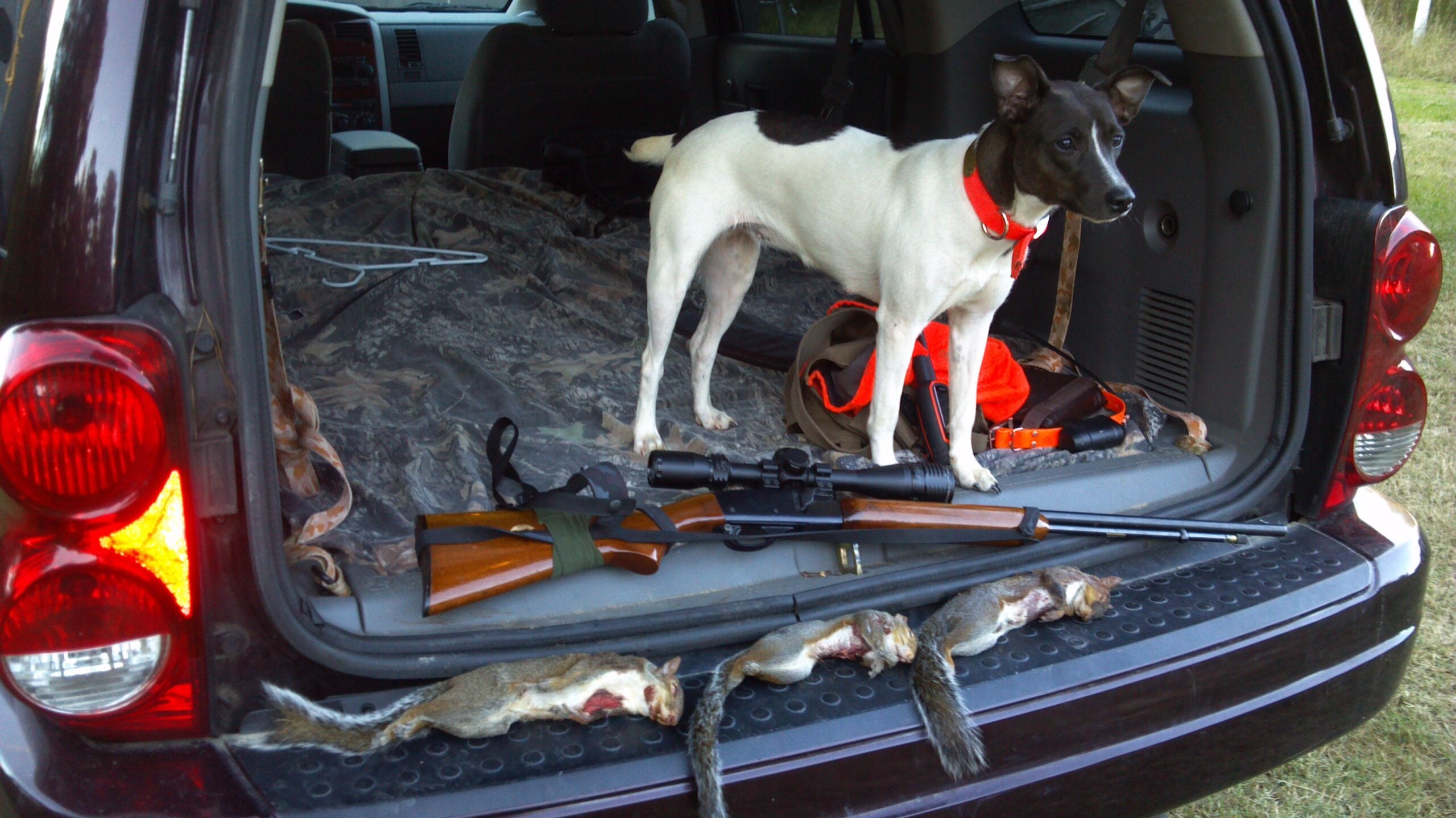 A feist squirrel hunting dog stands in the back of a vehicle near a 22 rifle and three harvested squirrels.