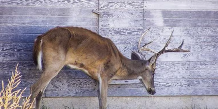 Study Suggests Possible Link Between CWD and Fatal Human Disease—But with Many Open Questions
