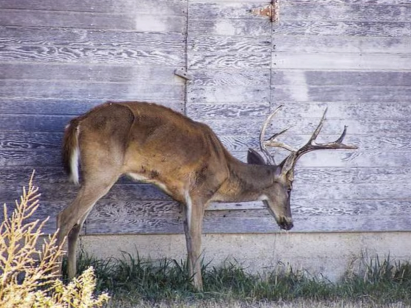 A deer racked with chronic wasting disease at a research facility in Kansas.