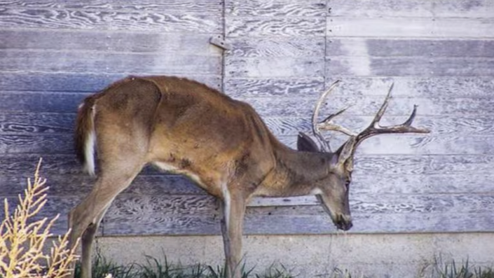 Study: Hunters Die After Consuming CWD-Infected Venison