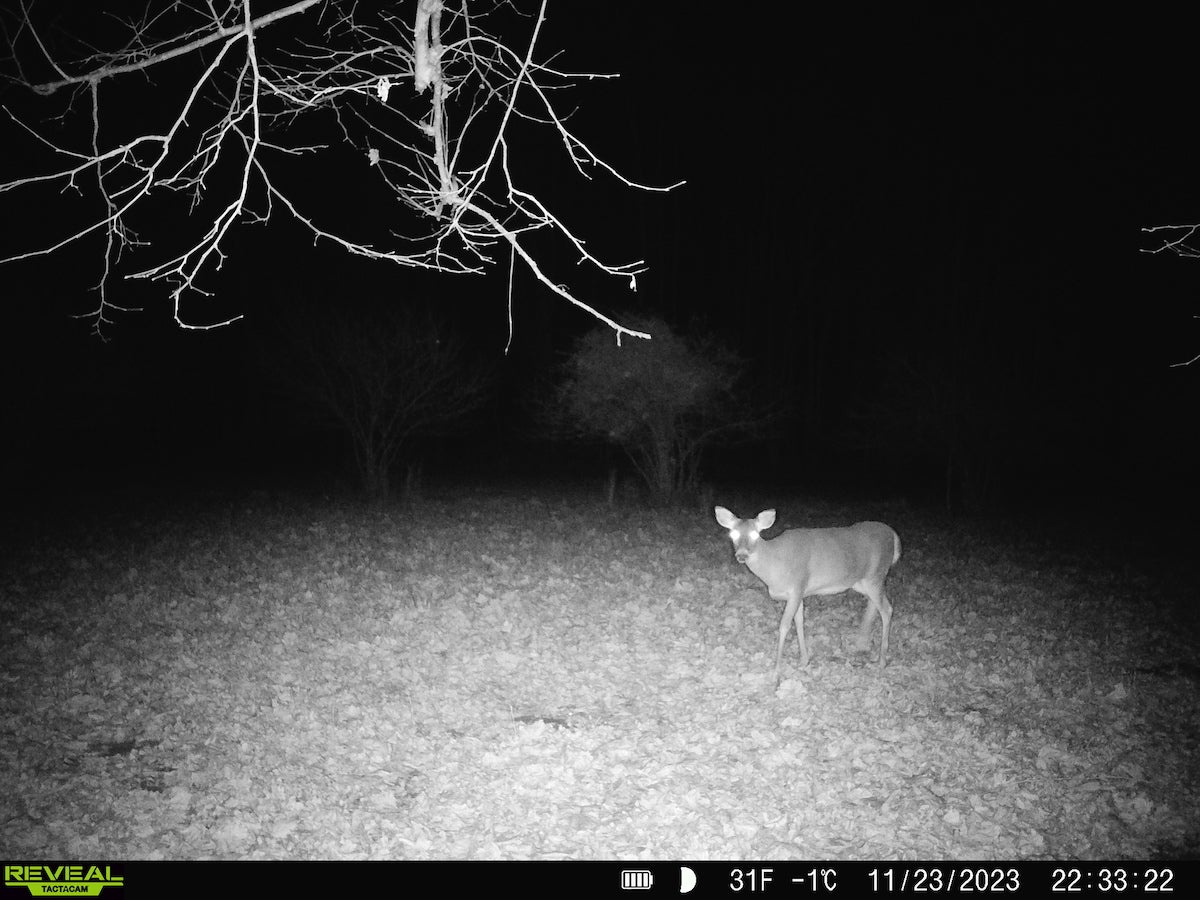 Photo of deer at night taken by Tactacam Reveal X 2.0 trail camera