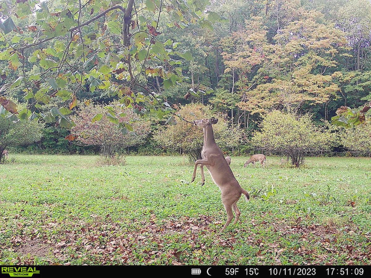 Image of deer on Tactacam Reveal X 2.0 trail camera