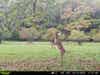 Image of deer on Tactacam Reveal X 2.0 trail camera