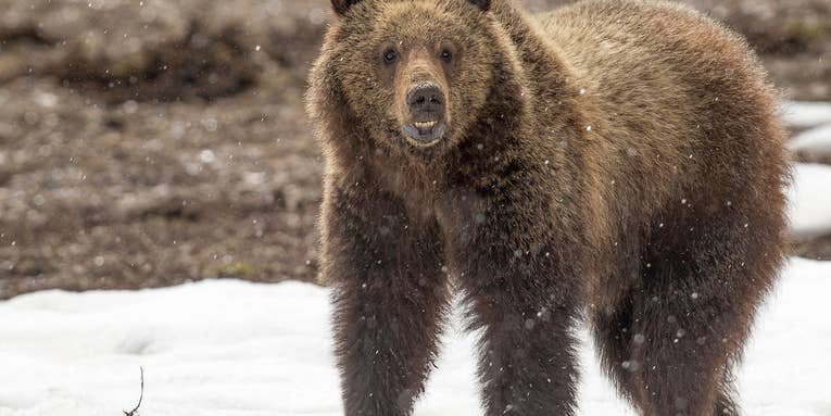 Wyoming Euthanizes Grizzly Bear that Preyed on Rancher’s Cow Far From Typical Grizzly Habitat