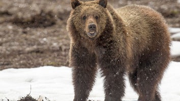 Wyoming Euthanizes Grizzly Bear that Preyed on Rancher’s Cow Far From Typical Grizzly Habitat