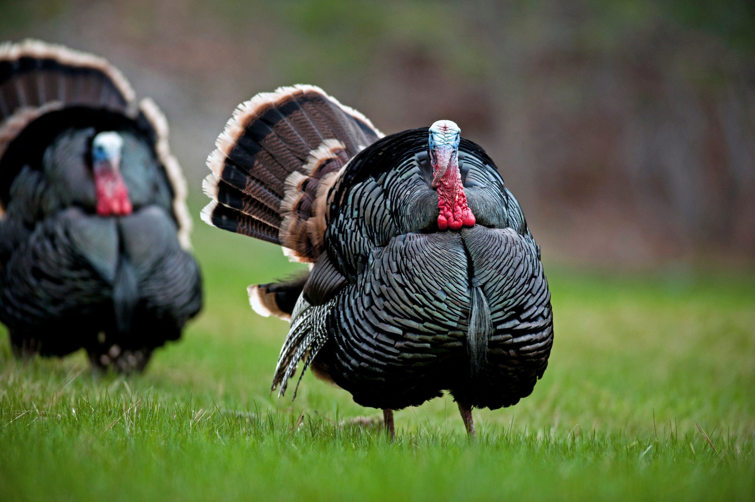Two Merriam's top turkeys strut in a spring green field.