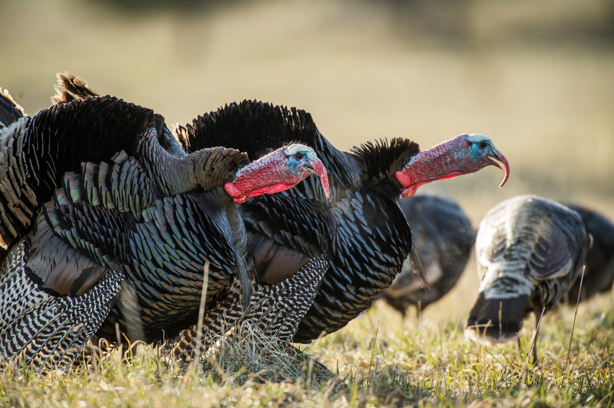 Two tom turkeys strut and gobble amid a flock of birds milling in a field