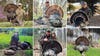 Collage of six turkey hunters, each one posing with a harvested tom turkey.
