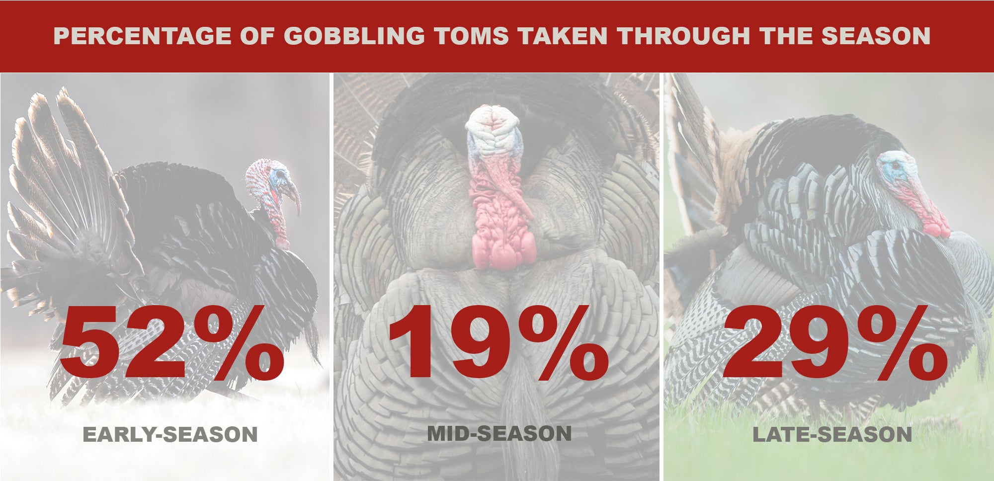 Chart showing turkey hunting success rates during early-, mid-, and late-season periods.