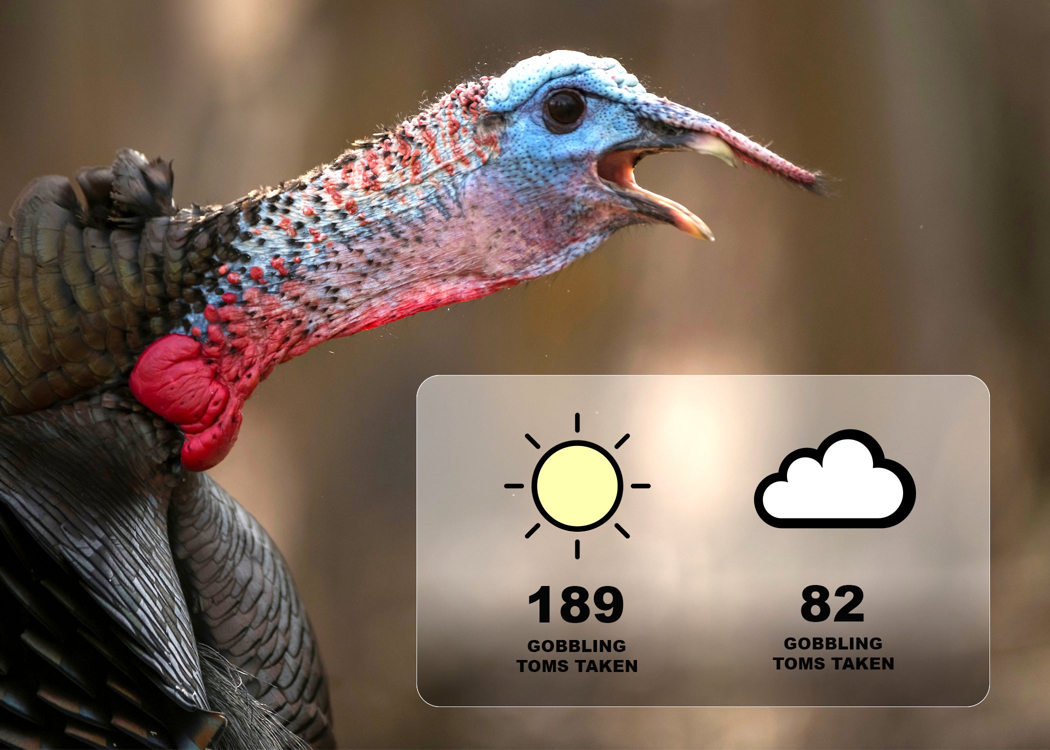 Graphic showing gobbling toms turkey and data on sunny and cloudy day hunting success