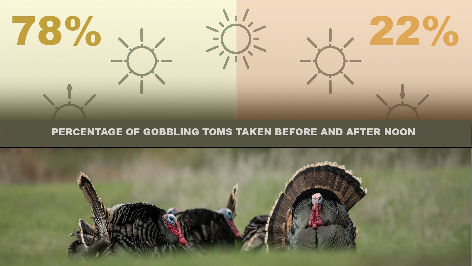Graphic showing that 78 percent of harvested tom turkeys were taken before noon, and 22 percent after.