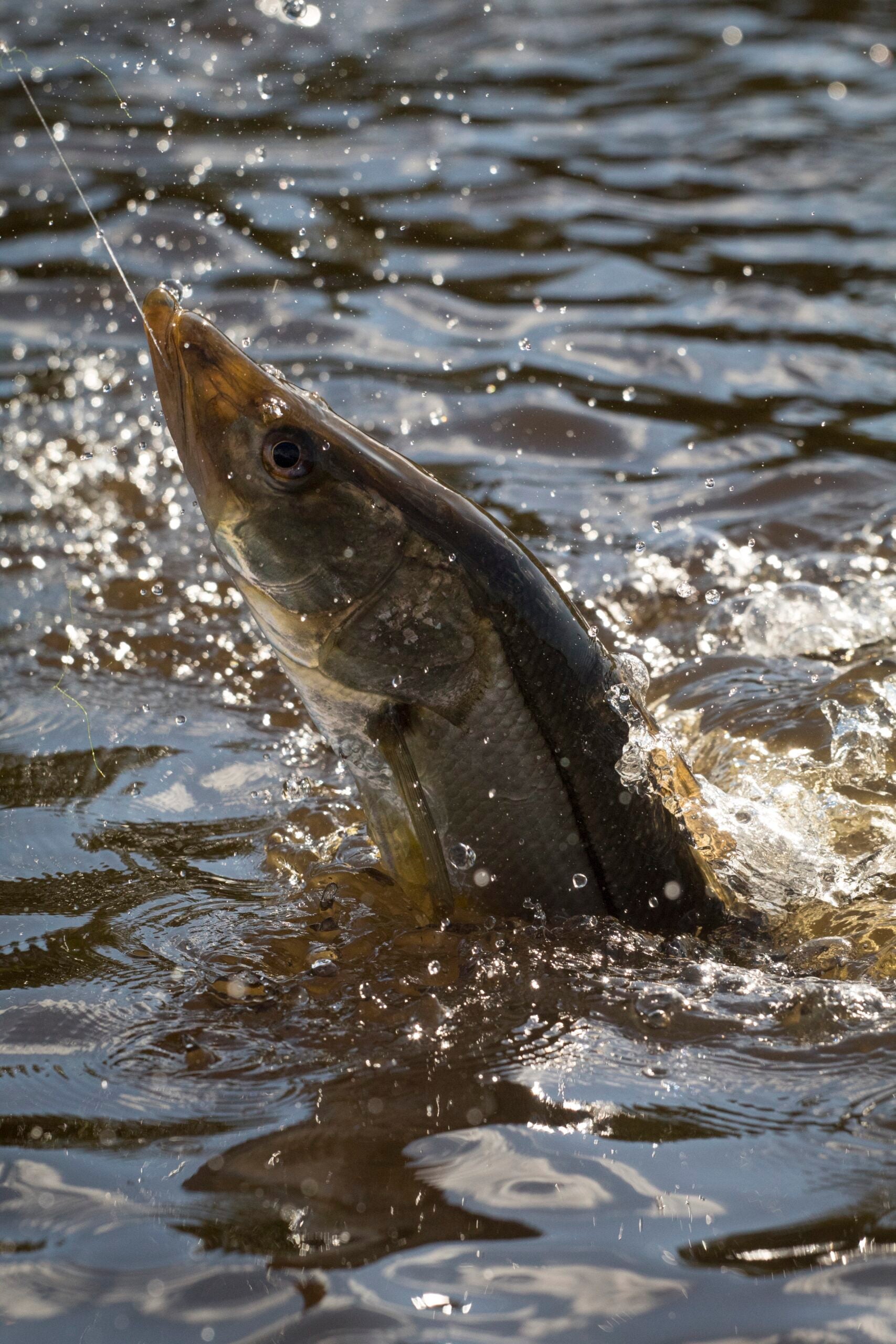A snook jumps out of the water after inhaling a clouser minnow fly.