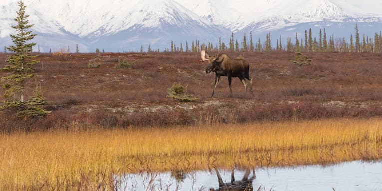 Feds to Deny Permit for Proposed Mining Road Through Alaska’s Famed Brooks Range