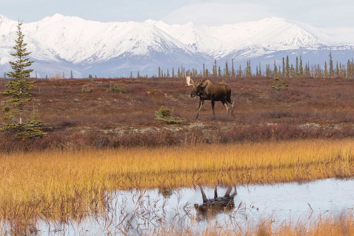 A bull moose at the foot of the Brooks Range in Alaska.