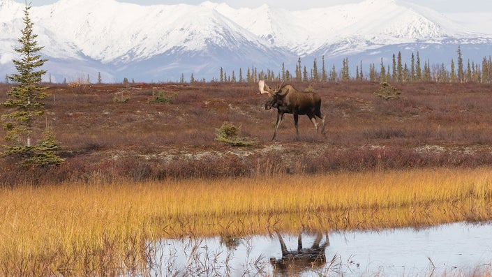 Feds to Deny Proposed Mining Road Through Alaska’s Famed Brooks Range