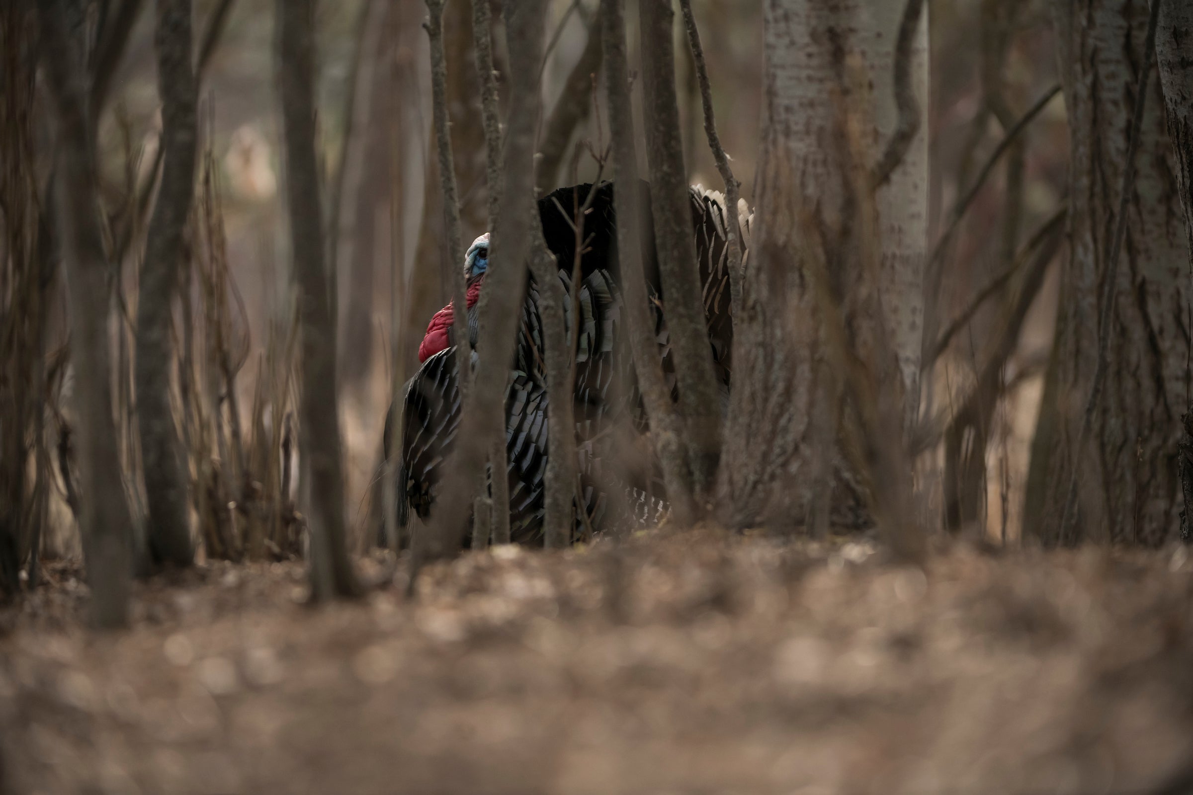 A tom turkey struts between saplings in the open early-season woods