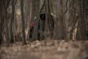 A tom turkey struts between saplings in the open early-season woods