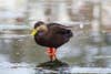 Although breeding numbers have stabilized, black ducks are still below their long-term population goals.
