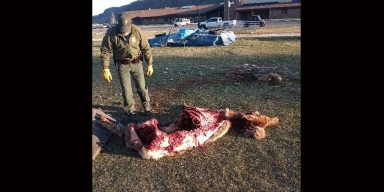 A Pack of Wolves Killed and Ate an Elk on a High School Football Field in Montana