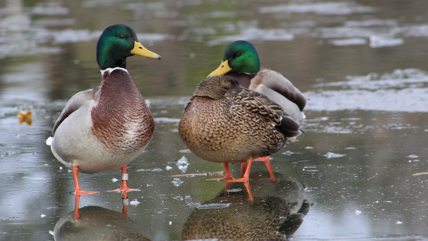 Altlantic Flyway mallard populations have been declining since the late 1990s.