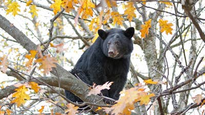Bear Dogs: The Best 5 Breeds for Hunting Bruins