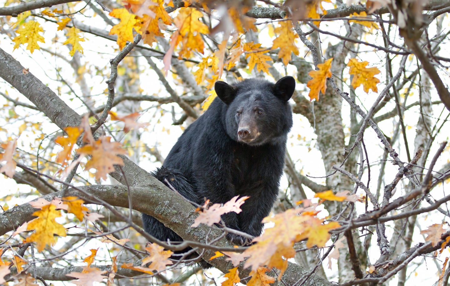 A black bear sits on a limb high in a maple tree.